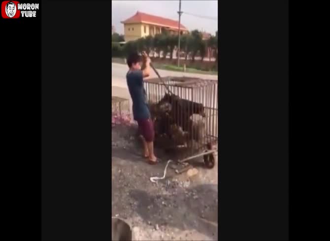 Video :Dogs at a Thai market suffer a terrible fate (public warned)